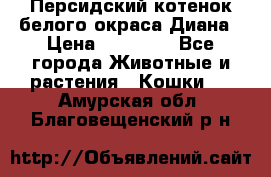 Персидский котенок белого окраса Диана › Цена ­ 40 000 - Все города Животные и растения » Кошки   . Амурская обл.,Благовещенский р-н